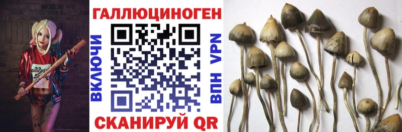 магазин продажи   Берёзовка  Галлюциногенные грибы мухоморы 